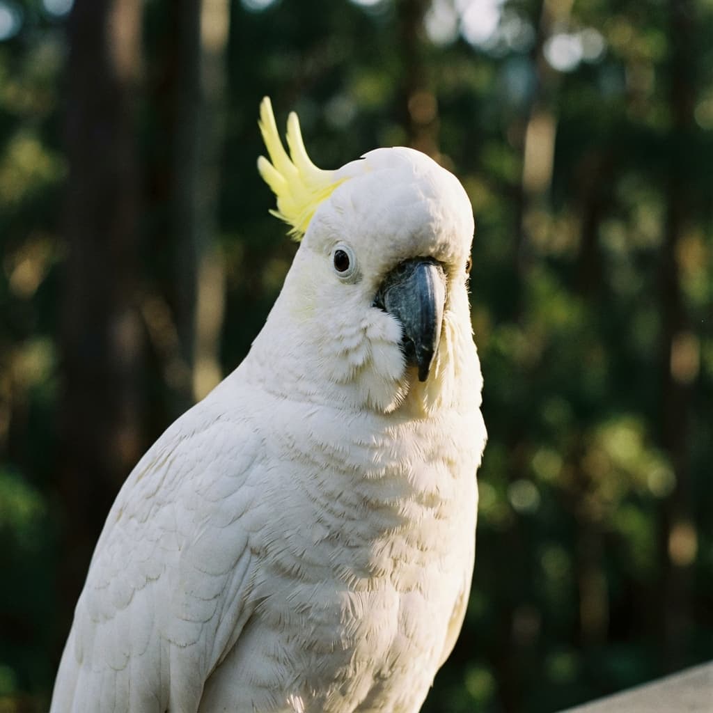 Cockatoo parrot species profile image