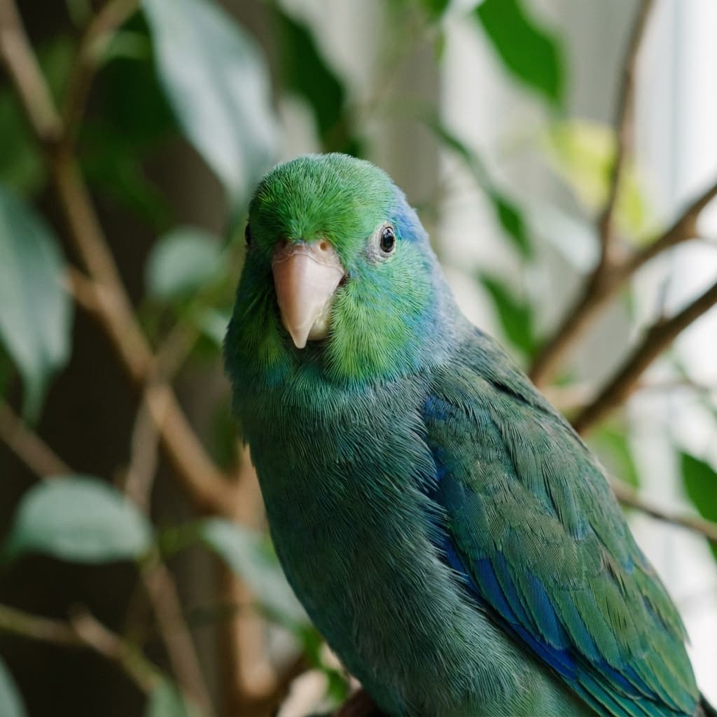 Parrotlet parrot species profile image